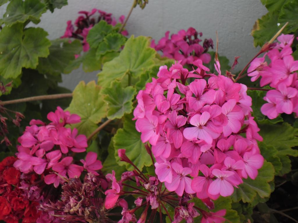 Paros Rooms Dora ห้อง รูปภาพ